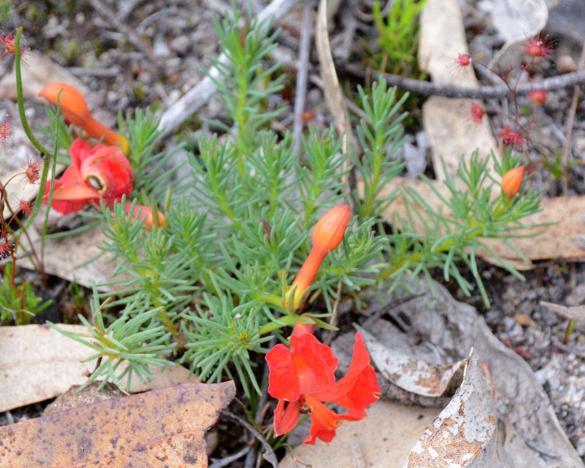 Image of Red Leschenaultia