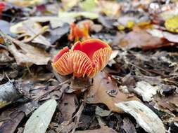 Image de Hygrocybe marchii (Bres.) Singer 1951