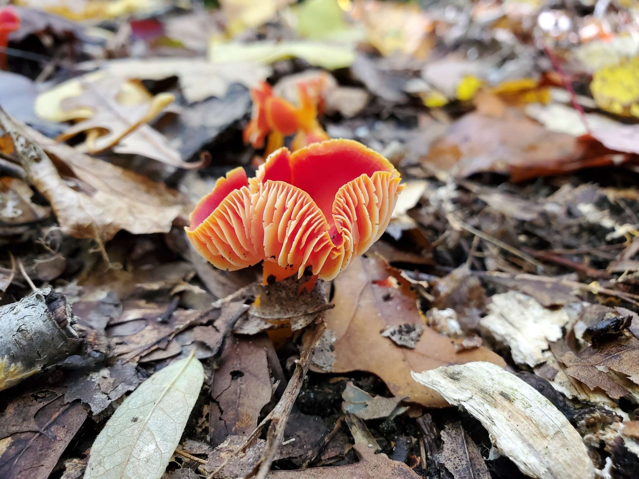 Image de Hygrocybe marchii (Bres.) Singer 1951