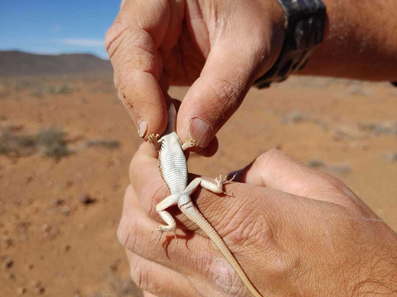 Image of Pedioplanis lineoocellata pulchella (Gray 1845)