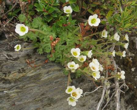 Sivun Saxifraga magellanica Poir. kuva