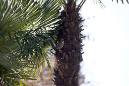 Image of Garrulus glandarius glandarius (Linnaeus 1758)