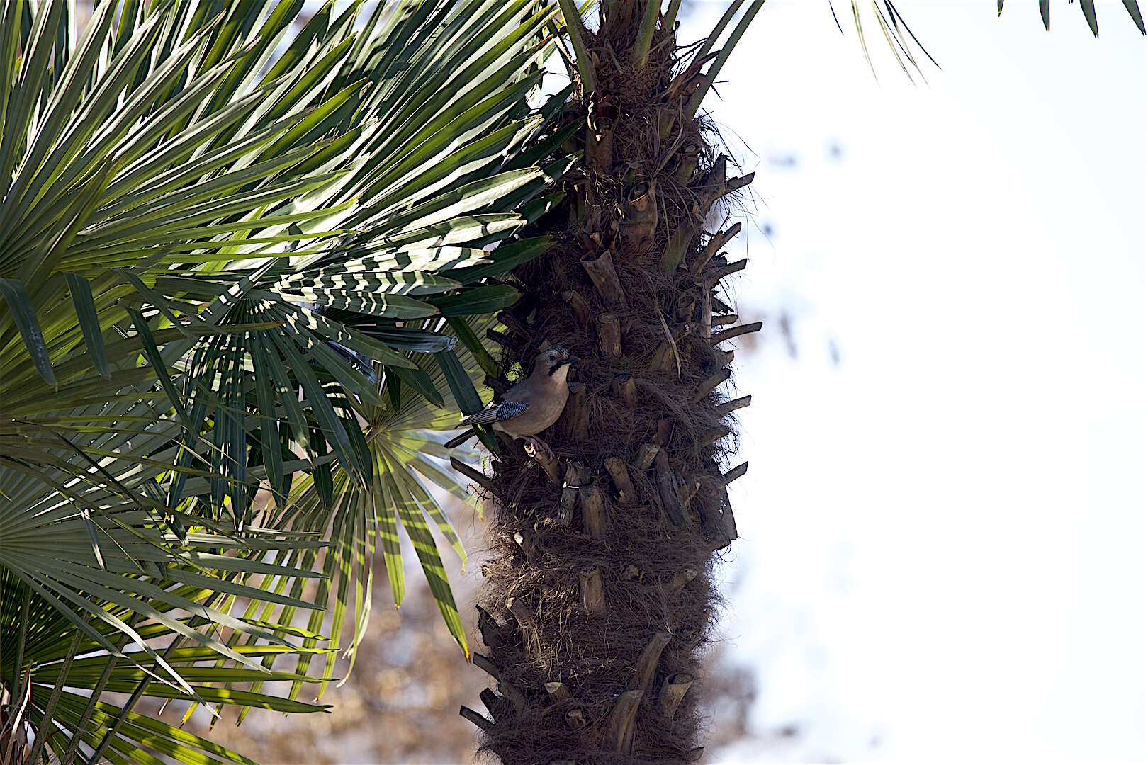 Image of Garrulus glandarius glandarius (Linnaeus 1758)