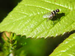 Imagem de Limnophora obsignata (Rondani 1866)