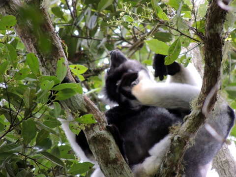 صورة Indri É. Geoffroy Saint-Hilaire & G. Cuvier 1796