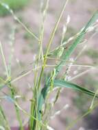 Image of Digitaria porrecta S. T. Blake