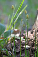 Image of Sheathed sedge