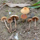 Conocybe antipus (Lasch) Fayod 1889 resmi