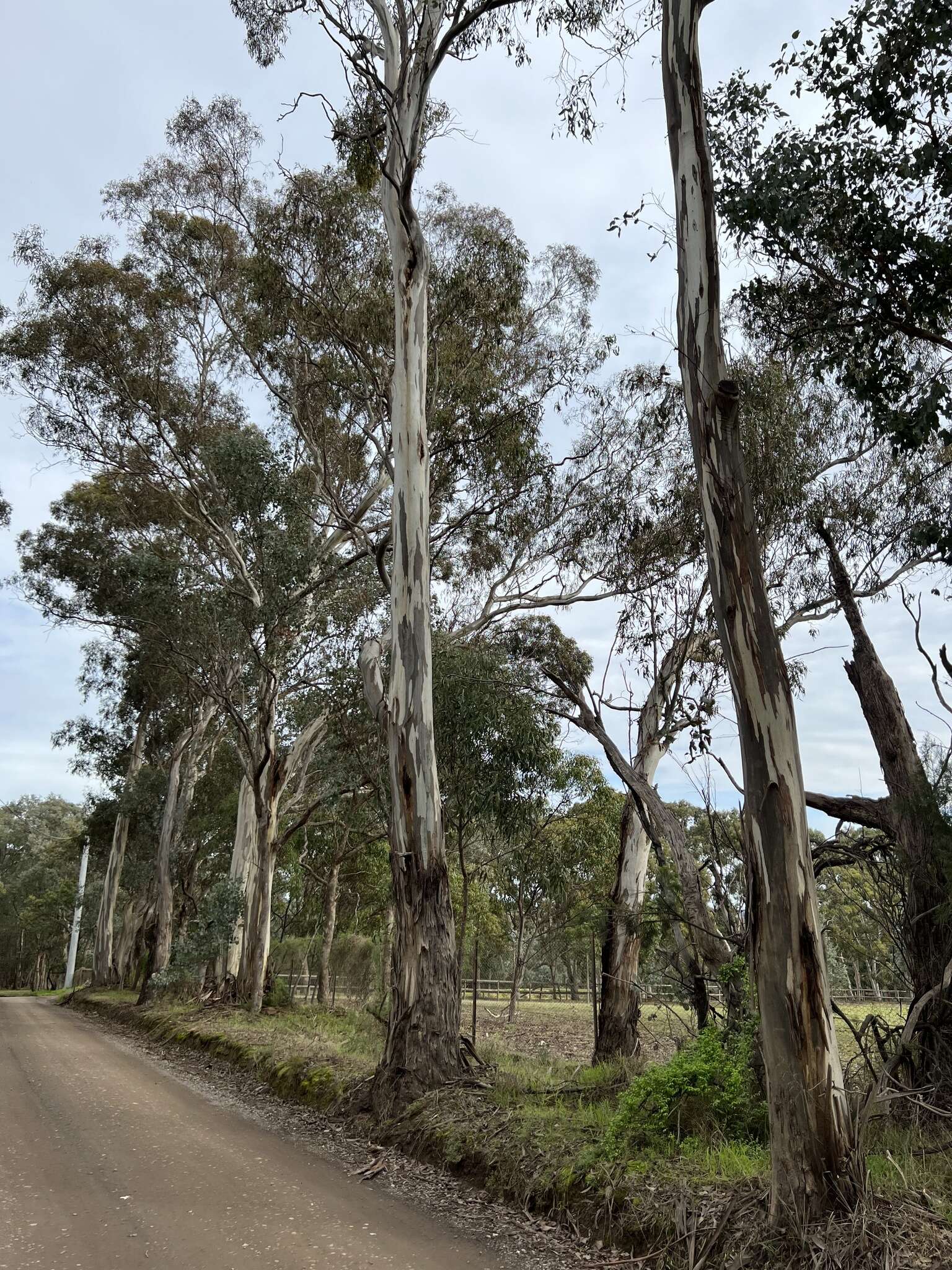 Image de Eucalyptus leucoxylon subsp. connata K. Rule