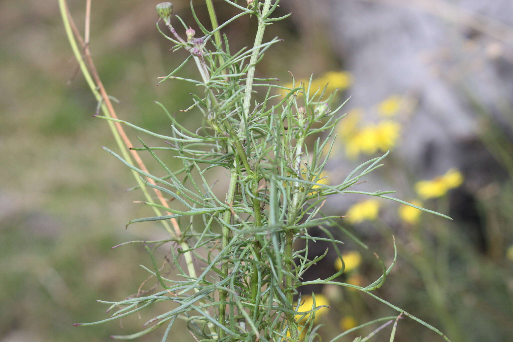 Image of <i>Senecio <i>pinnatifolius</i></i> var. pinnatifolius