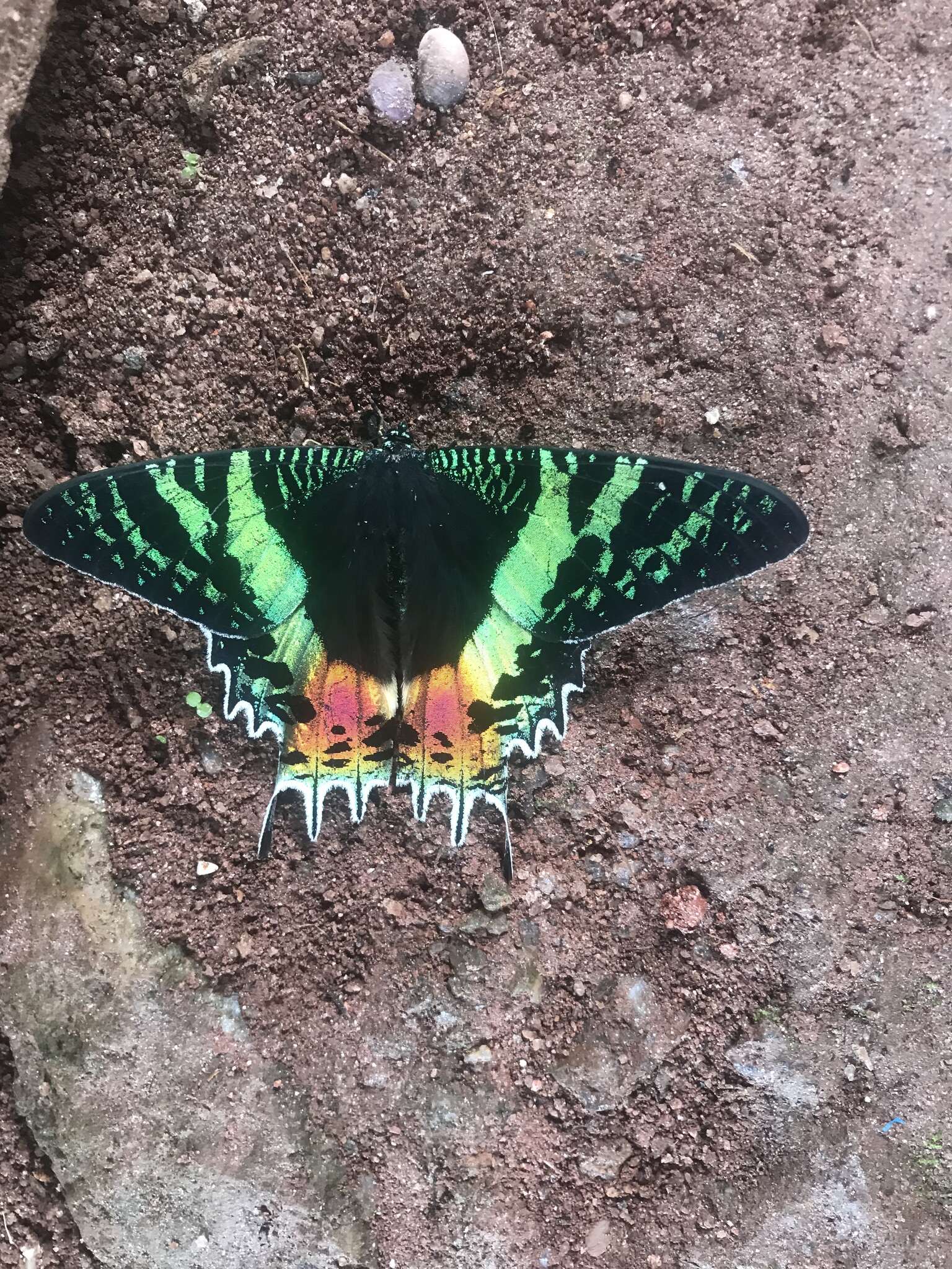 Image of Madagascan Sunset Moth