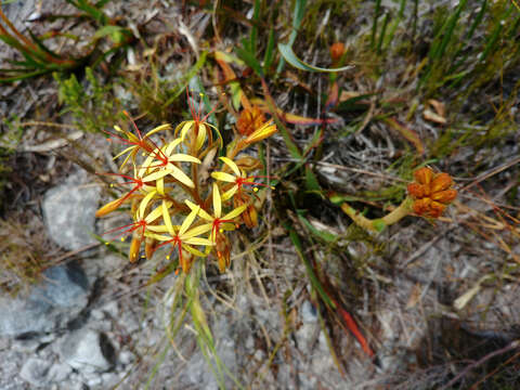 Image of Dilatris viscosa L. fil.