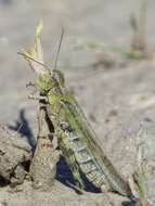 Epacromius tergestinus ponticus (Karny 1907) resmi