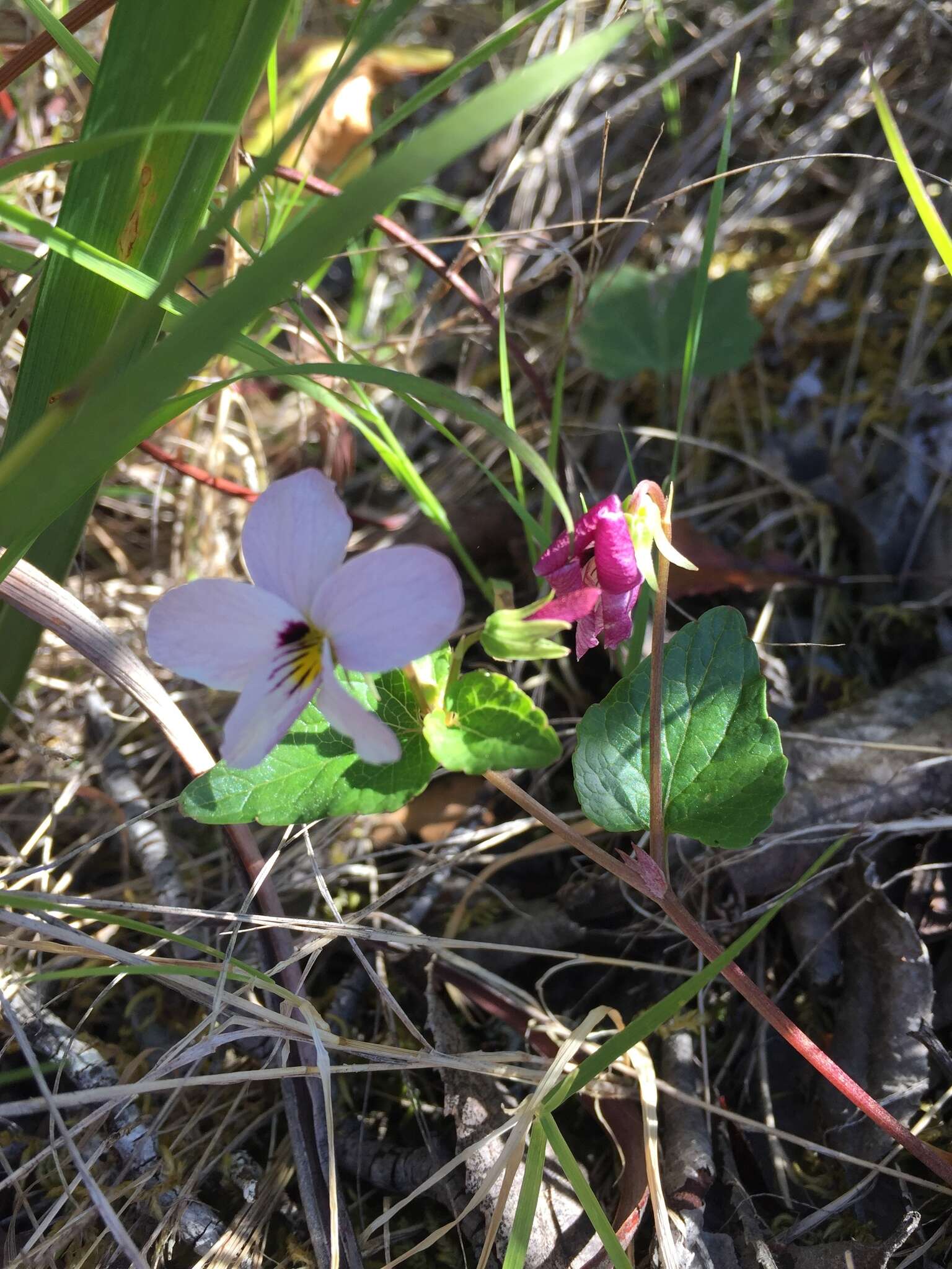 صورة Viola ocellata Torr. & Gray