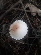 Lepiota ignivolvata Bousset & Joss. ex Joss. 1990 resmi