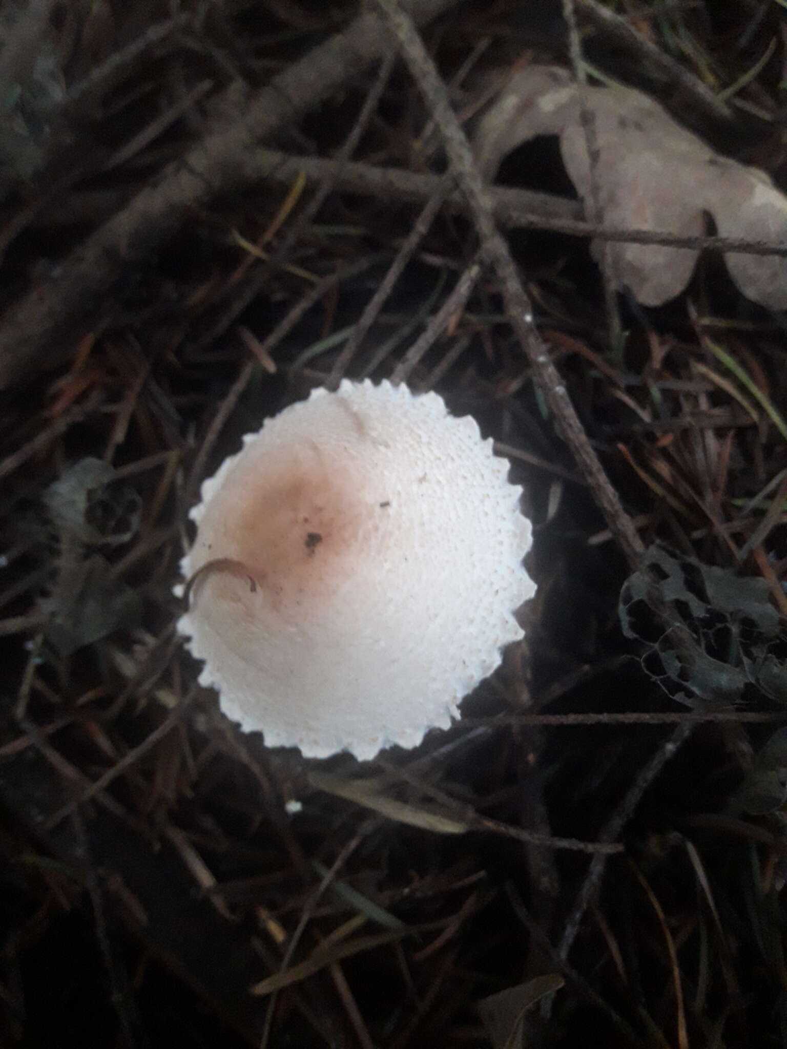 Lepiota ignivolvata Bousset & Joss. ex Joss. 1990 resmi