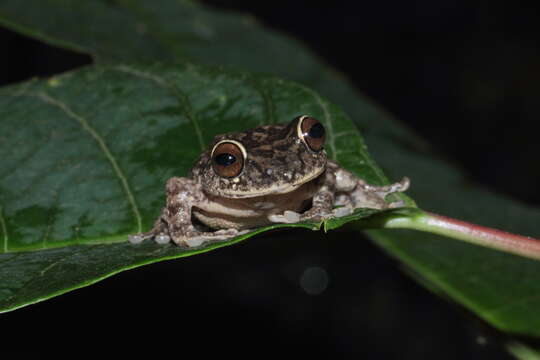 Image of Large Ponmudi Bush Frog