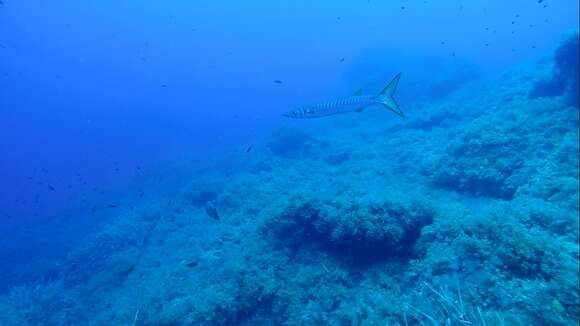 Image of Yellow Barracuda