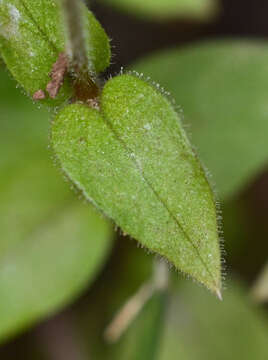 Image of Stellaria cupaniana (Jordan & Fourr.) Beguinot