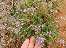 Image of Englemann's milkvetch