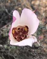 Calochortus simulans (Hoover) Munz resmi