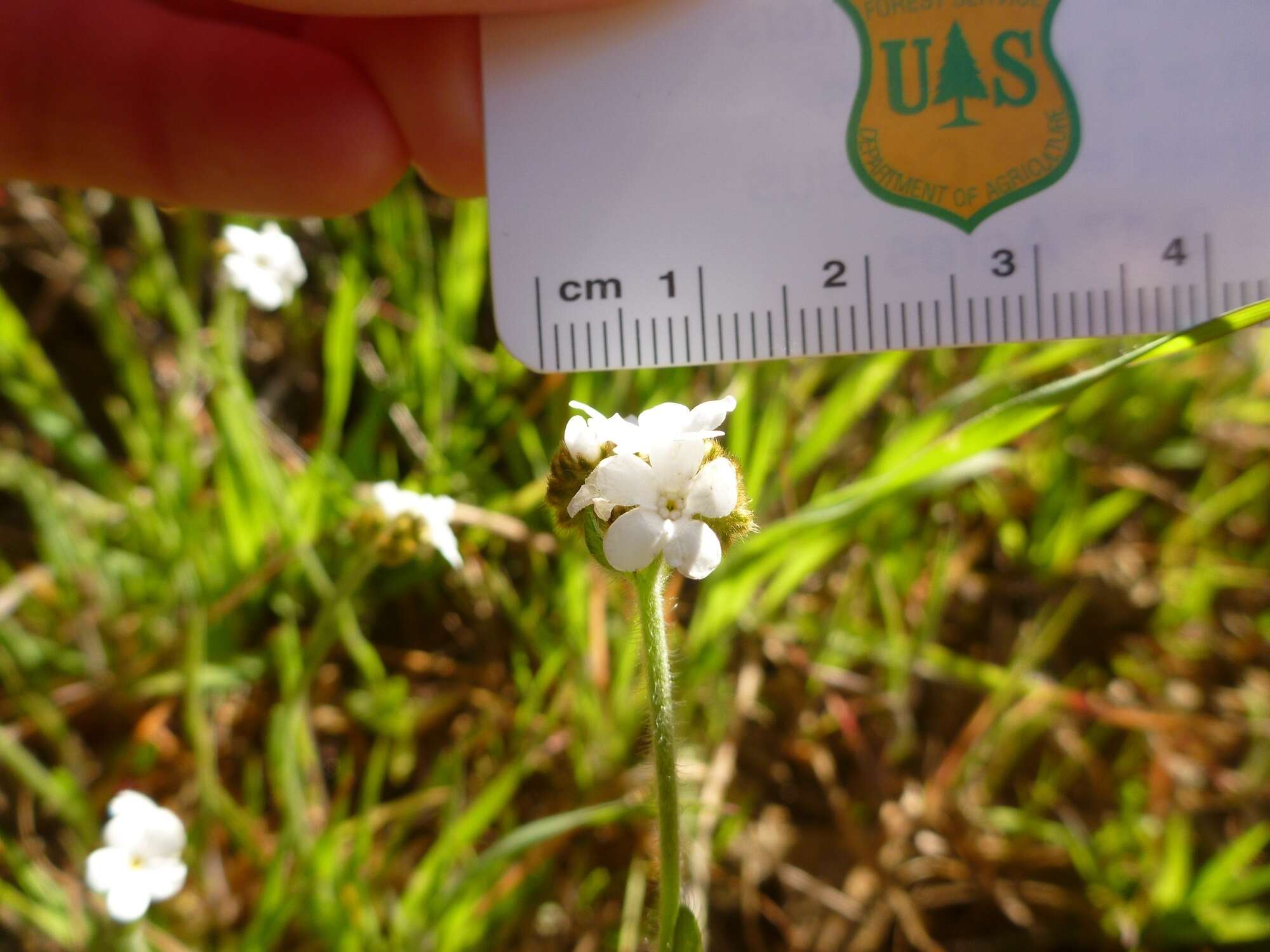 Plancia ëd Plagiobothrys nothofulvus (A. Gray) A. Gray