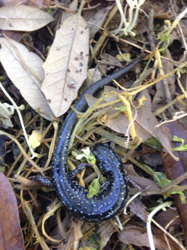 Image of Western Slimy Salamander