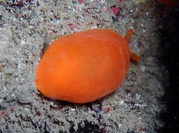 Image of peach seaslug