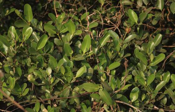 Image of Mangrove