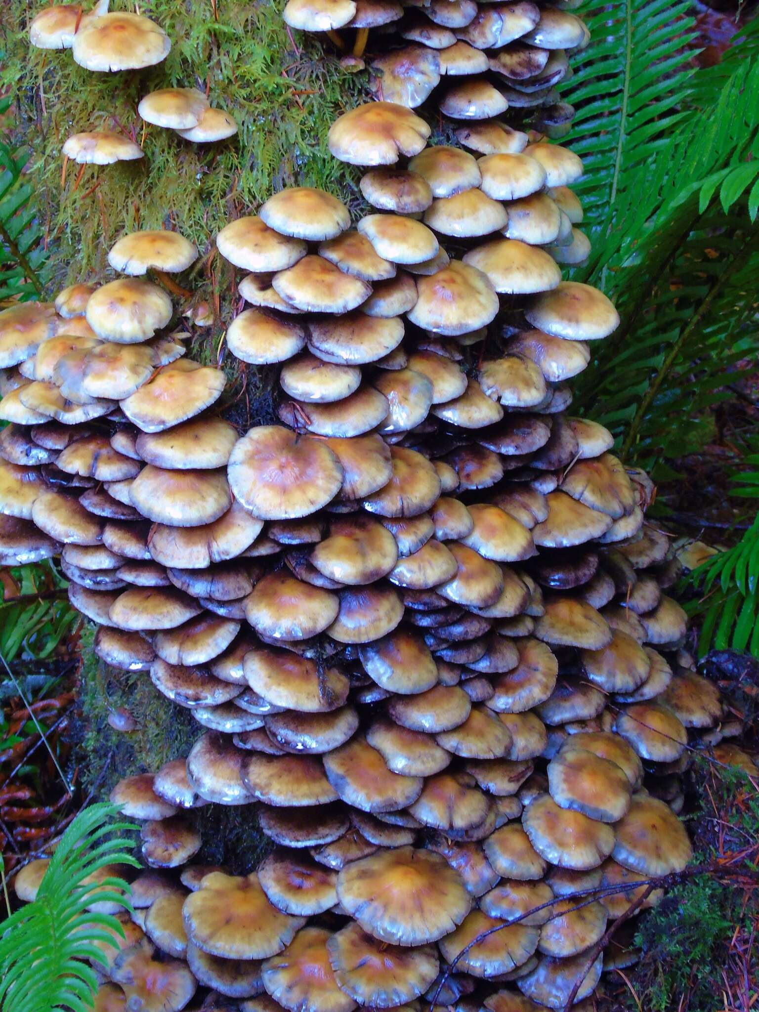 Imagem de Kuehneromyces mutabilis (Schaeff.) Singer & A. H. Sm. 1946