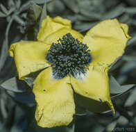 Image of Hypericum balfourii N. K. B. Robson