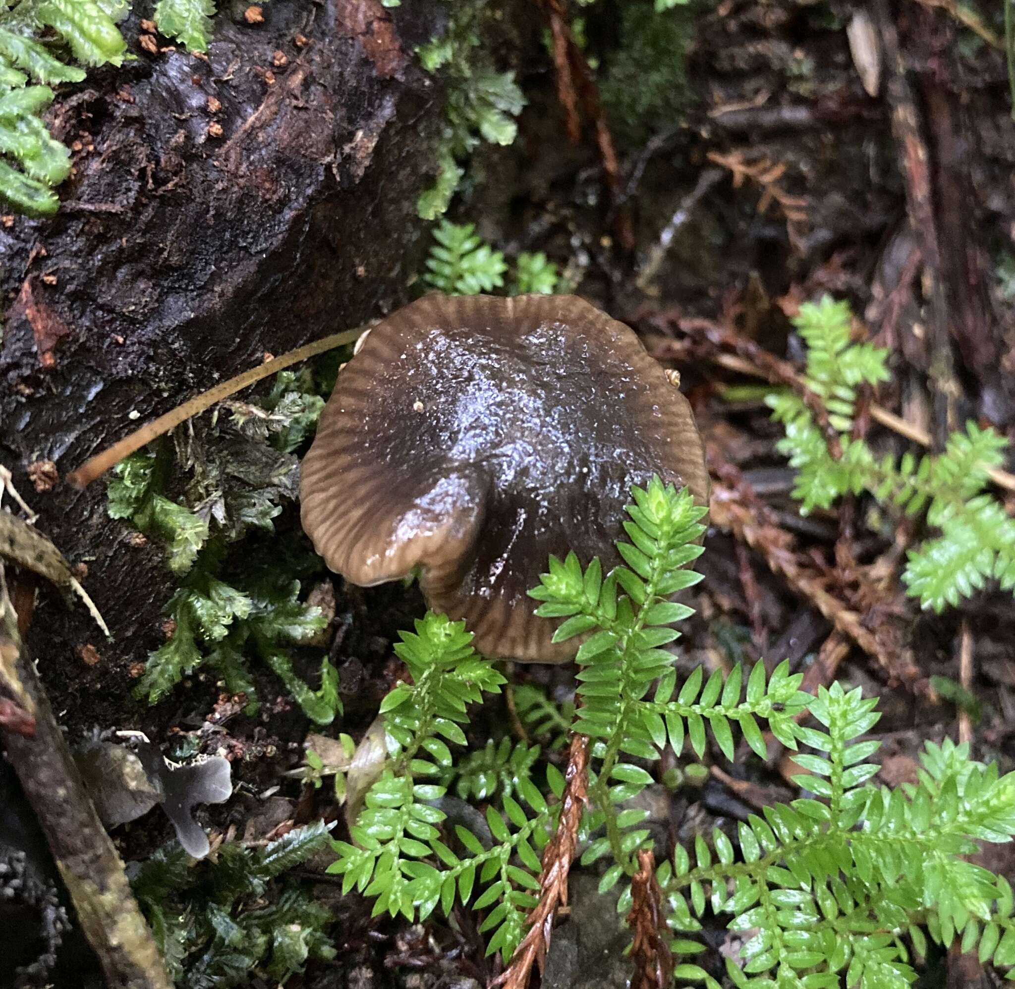 Sivun Hygrocybe fumosogrisea (E. Horak) Boertm. 2002 kuva