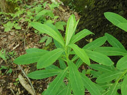 Image of Darlington's Glade Spurge