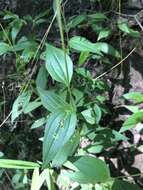 Image of Broad-Leaf Barbara's-Buttons