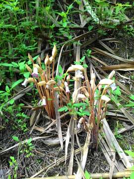 Image of Aeginetia indica L.