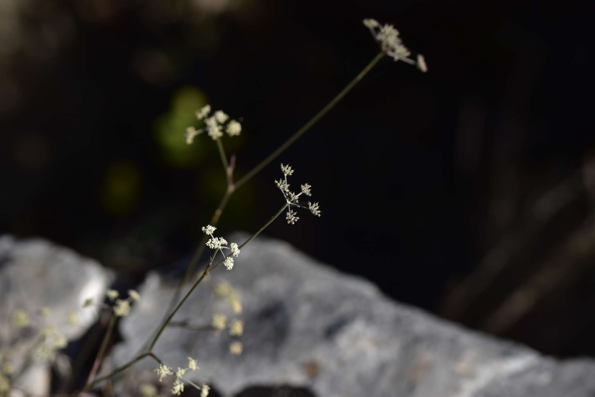 صورة Hippomarathrum montanum subsp. tommasinii (Rchb. fil.)