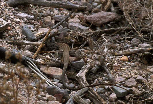 Image of Aspidoscelis tigris punctilinealis (Dickerson 1919)