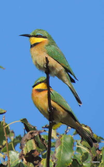 Image de Merops pusillus meridionalis (Sharpe 1892)