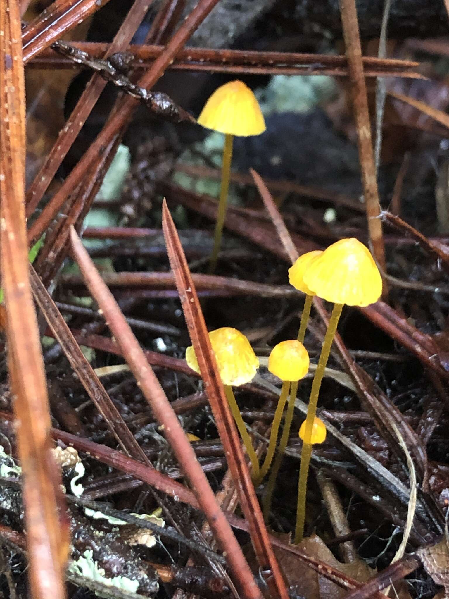 Image of Mycena oregonensis A. H. Sm. 1936