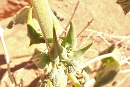 Image of Rogeria adenophylla subsp. rosea Bedigian