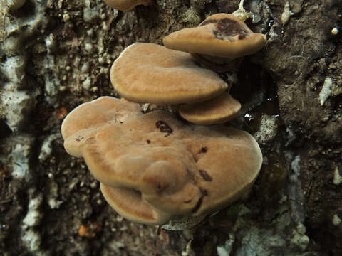 Image of Inonotus leporinus (Fr.) Gilb. & Ryvarden 1993