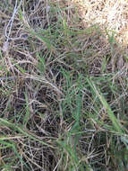 Image of Bermudagrass