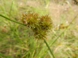 Juncus torreyi Coville的圖片