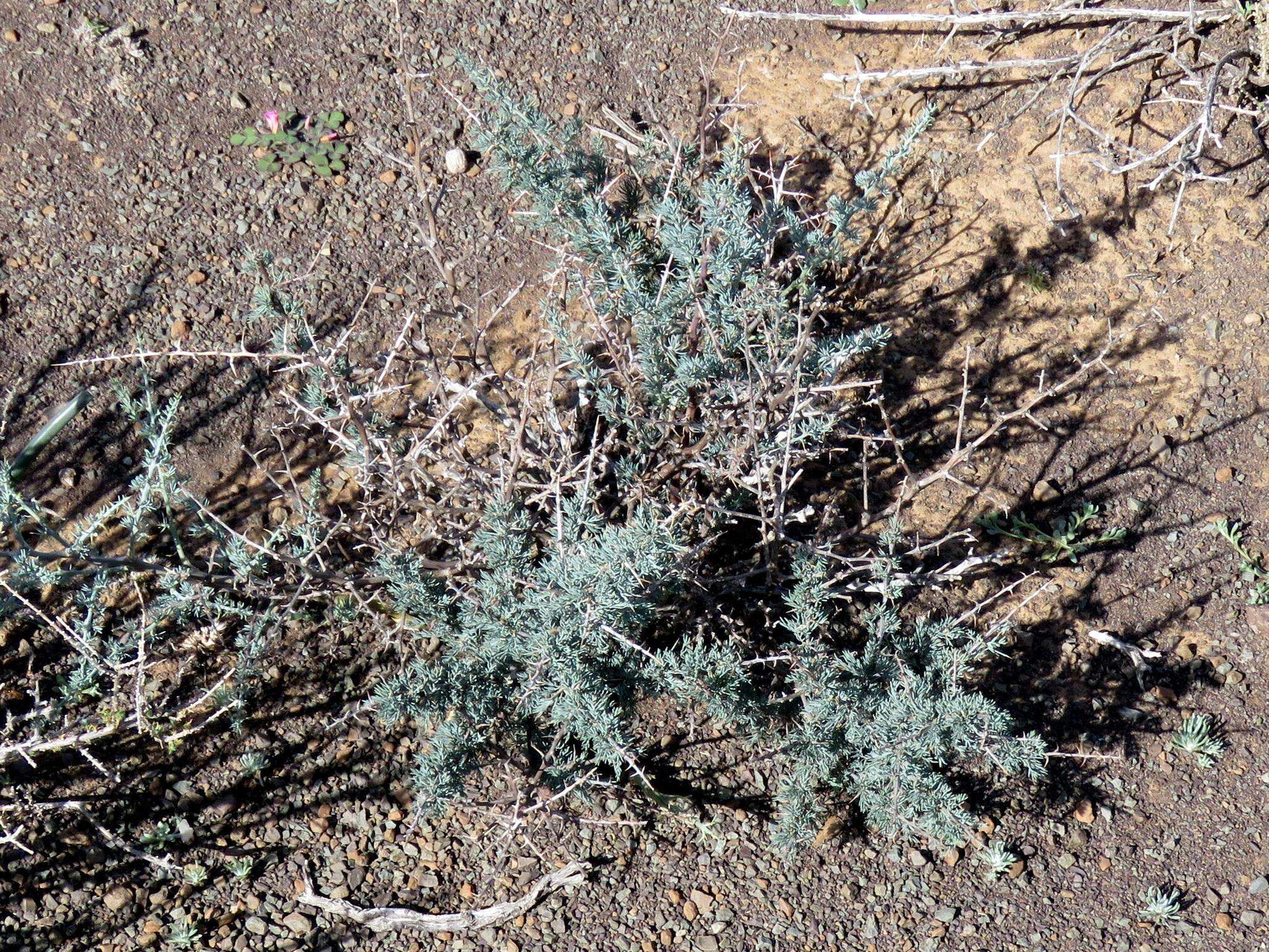 Image of Asparagus glaucus Kies