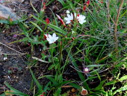 Image of Hesperantha falcata (L. fil.) Ker Gawl.