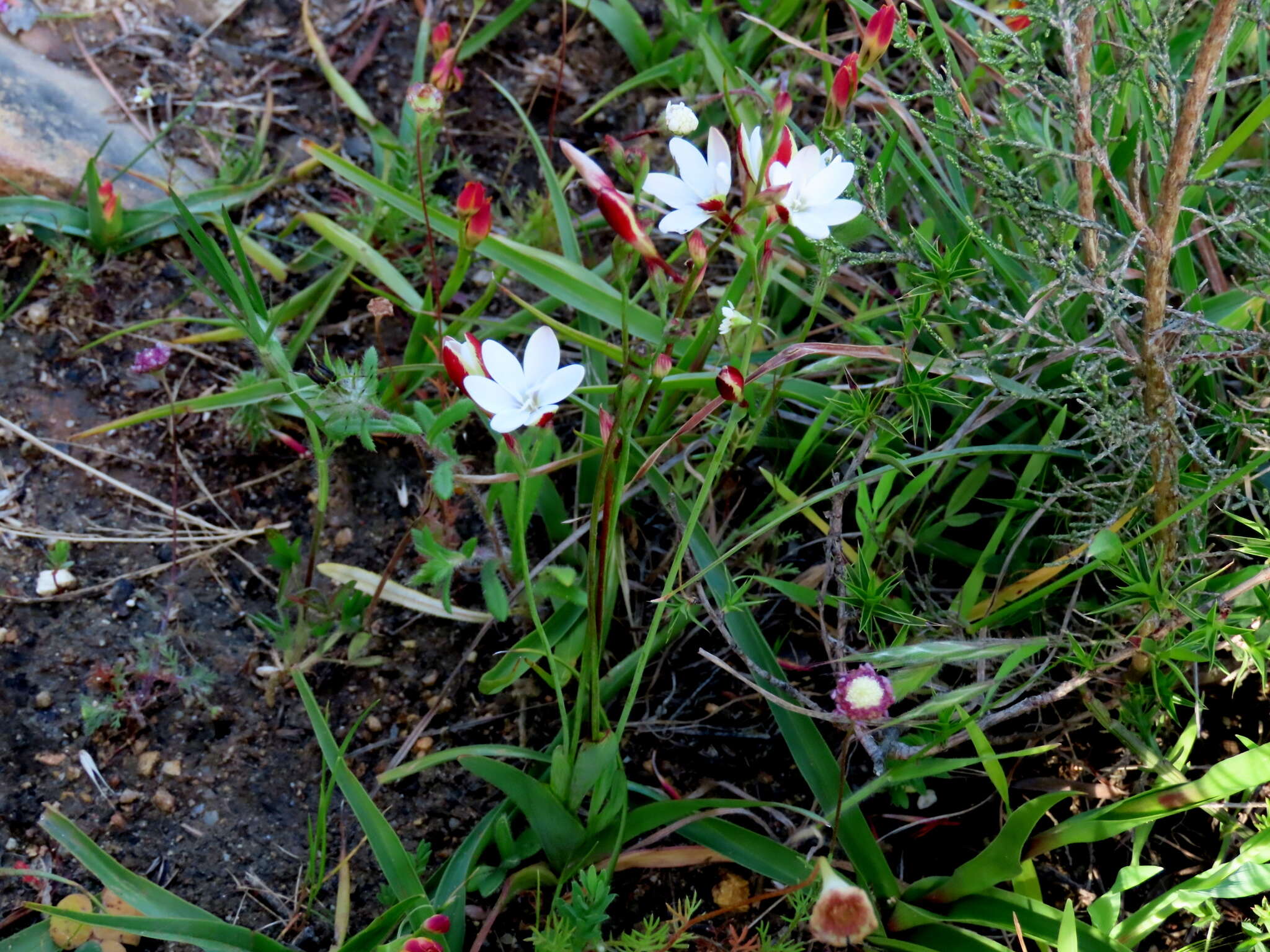 Image of Hesperantha falcata (L. fil.) Ker Gawl.