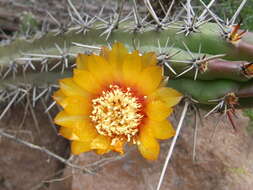 Image of Corryocactus aureus (F. A. C. Weber) Hutchison