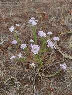 صورة Iberis procumbens Lange