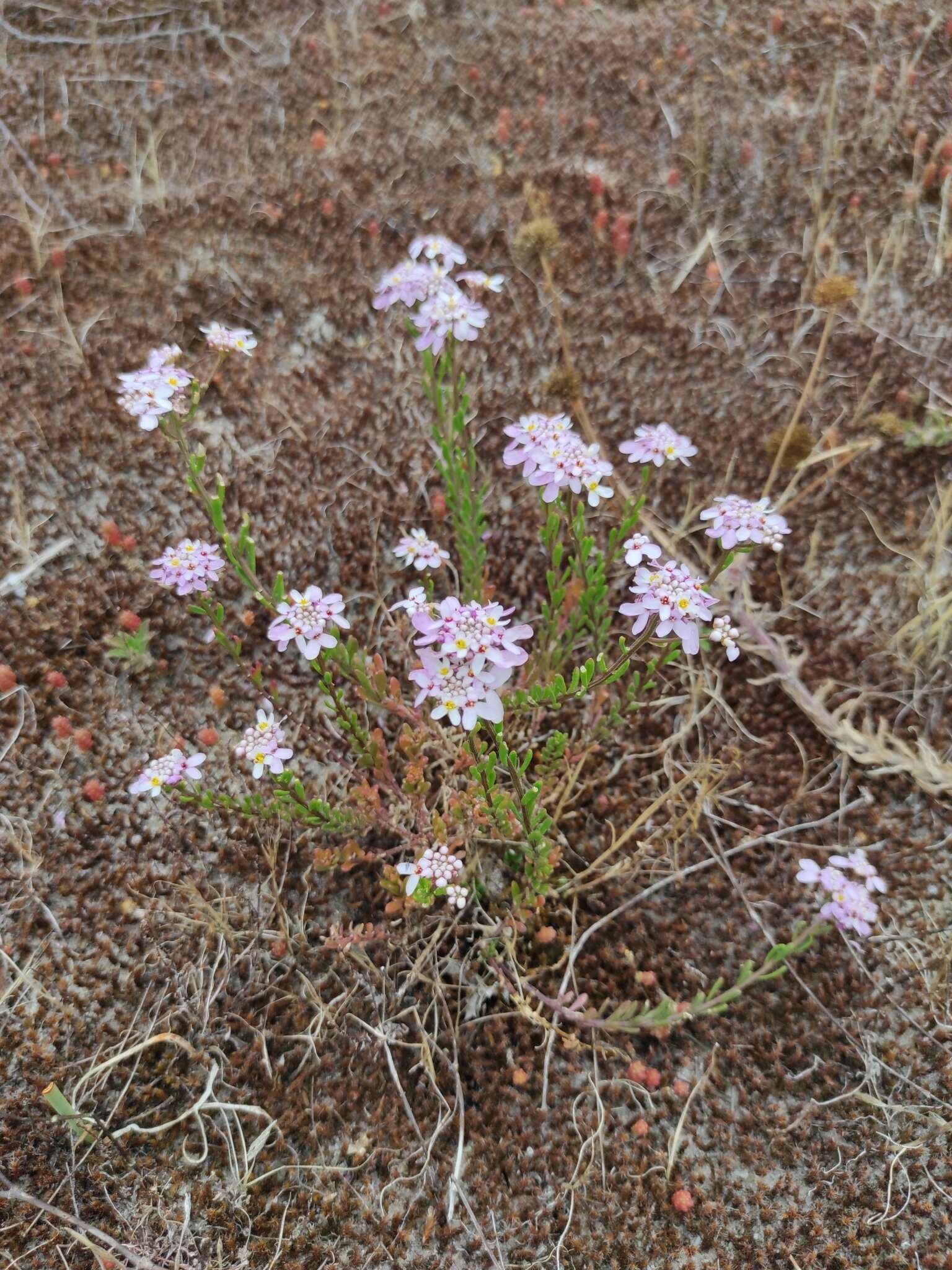 Plancia ëd Iberis procumbens Lange