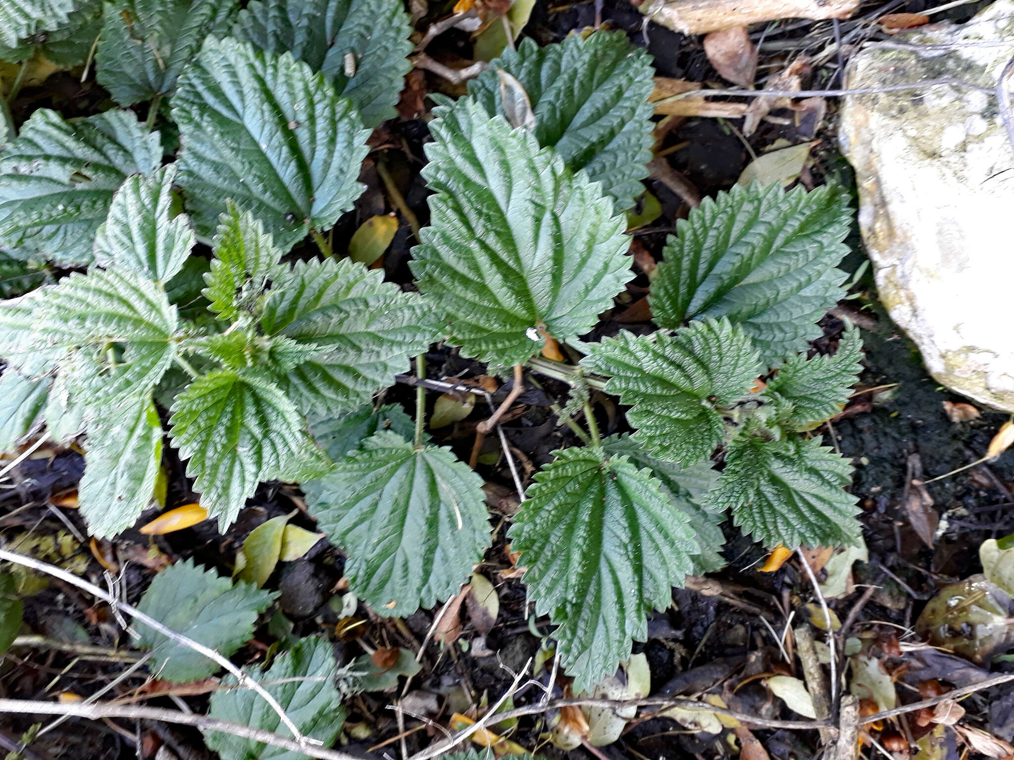 Image of Urtica australis Hook. fil.